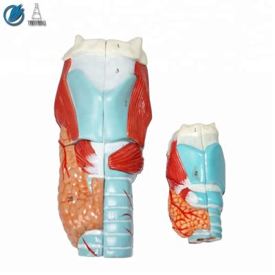 China Medical human plastic anatomical larynx model, throat model for sale