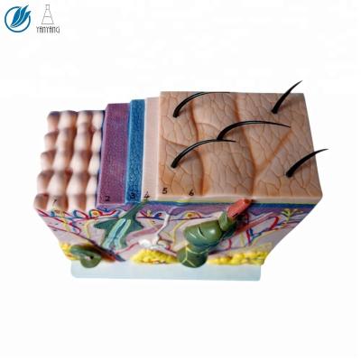 China 70 Medical Times Enlarged Human Anatomy Skin Model for sale