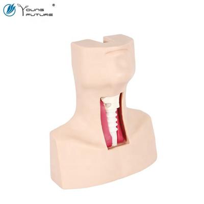 China Advanced realistic contact tracheostomy and endotracheal intubation simulator for sale