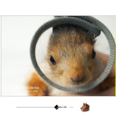 China Personalized Squirrel Sunflower Elizabeth Anti-bite Headgear Collar Anti-scratch Bite Cover Skin Disease Headgear for sale