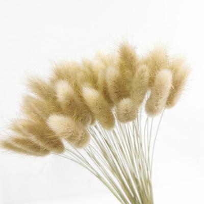 China Wedding Flower Arrangements Free Shipping Lagurus Florist Bouquet Wedding Decoration Natural Artificial Flowers Wall Backdrop Dried Bunny Rabbit Tail Grass for sale