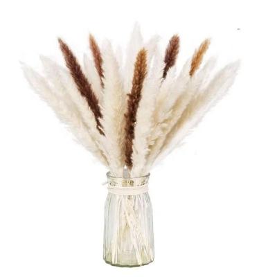 China Natural Dried Pampas Grass Decoration Small Pampas Grass Dried Flowers For Wedding Party DIY Craft Typha Phragmites Natural Plants Home Decor Dekoration for sale