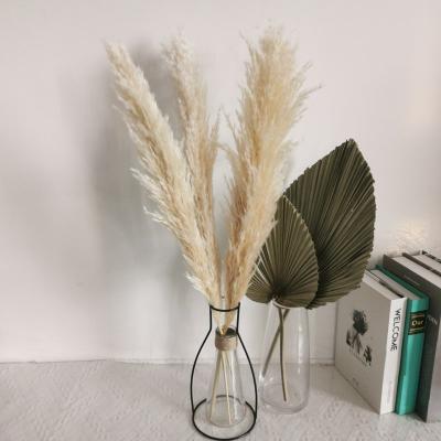 China 1 Pcs Natural Dry Pampas Grass Decoration Pampas Grass Large Dry Flowers For Wedding Party DIY Craft Typha Phragmites Natural Plants Home Decor for sale