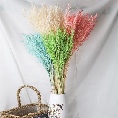 China Flower Accessories Statistical Simple Nordic Field Preserved Oat Ear Dried Flower Bouquet Household Arrangement Natural Plant Florist Material For Wedding for sale