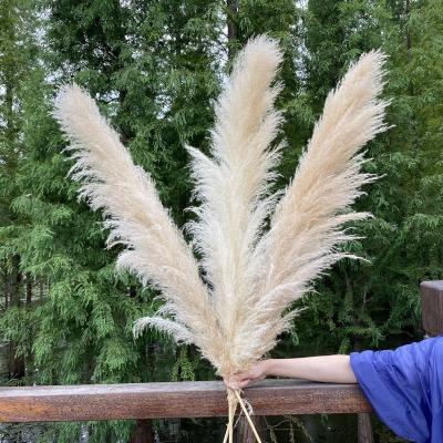 China Natural Dried Pampas Grass Amazon Hit Decoration Dried Flowers Brown White For Pampas Grass Tall Pampas Grass For Home Or Weddings Decoration for sale