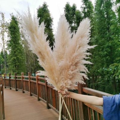 China Wholesale Phragmites Pampas Grass Natural Dry Natural Pampas Grass Dried Large 1.2-1.5 Meter Large Decorative Pampas Grass Flowers and Garlands for sale