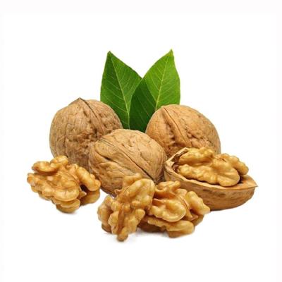 China Best Quality Fresh Xinjiang Bulk Organic Wholesale Price 185 Xin Er Extra Light Halves Walnut Kernels for sale