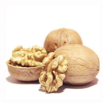 China Wholesale Price Thin Peel Paper Fresh Pure Natural Walnuts Peel in Shell Walnuts for sale