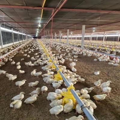 China Automatic Chicken House Poultry Equipment For Broiler Or Breeder Farm for sale