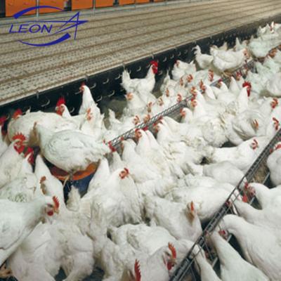 China Cultivate LEON Poultry Chain Feeding System for Breeder for Layers for sale