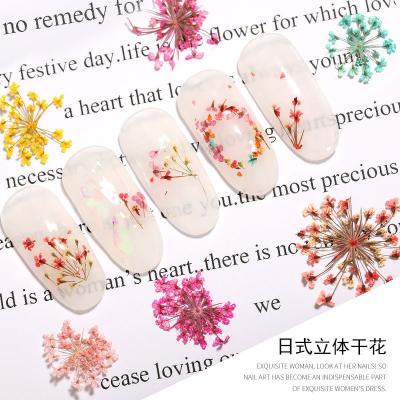 China Daisy Flower Nail Art Real Dried Flowers 12 Style Dry Flowers Nail Art Natural Floral Nail Art Designs Polish Manicure Accessories Daisy Stickers 3D Sunflower Decorations for sale