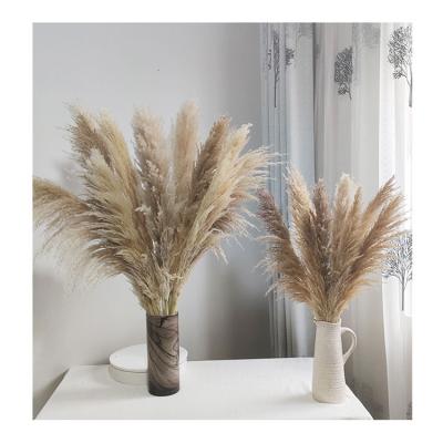 China Wedding home decoration cortaderia selloana colored capim back dried home plants large small pampas grass natural weddings decor large pampas flower for sale