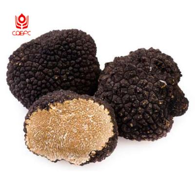 China Fresh Export to Italy Fresh Black Frozen Wild Truffle Mushroom Truffles for sale