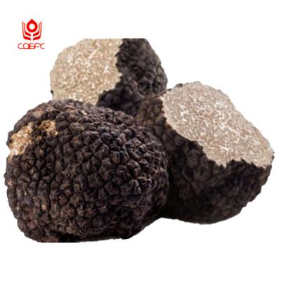 China Fresh Pure Natural Healthy Quality Truffle Mushroom Black Price Truffle For Sale for sale