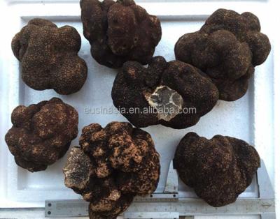 China Fresh truffle sale fresh truffle for sale