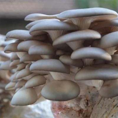 China Fresh farm grown high quality brined oyster mushrooms from Pleurotus Ostreatus for sale