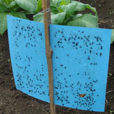 China 20pcs Disposable Sticky Fly Trap Blue Paper Glue Fruit Flies Insect Traps for sale