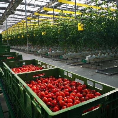 China 5CM*250M Disposable Whitefly Killer For Tomato Farm Yellow Aphids Roll Up Roller Trap for sale