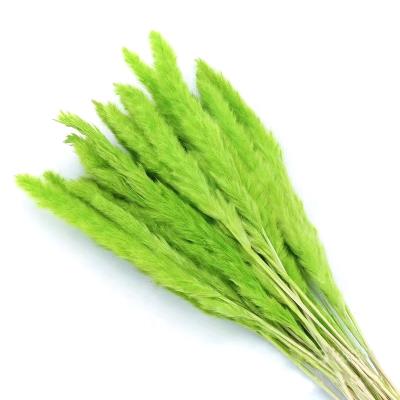 China New Product Dried Flower Dried Pampas Grass Small Mini Pampas Grass Natural Pampas Grass for sale