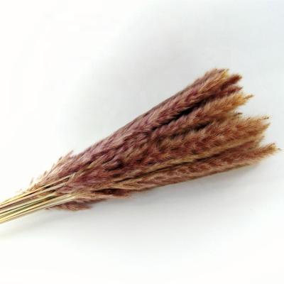 China Wholesale Flower Dried Pampas Grasses Pampas Dried Pampas Grass Decor Natural for sale