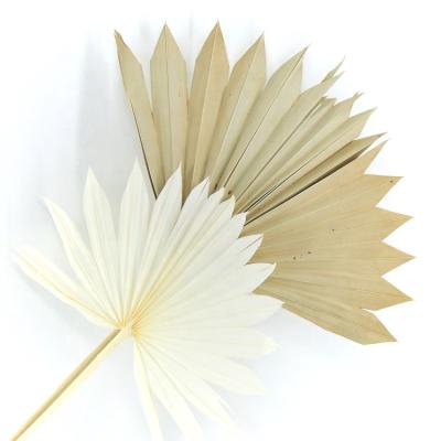 China Minimalist custom color dried flower plam leaves original color palm pierces real dried flower preserved flowers dried pouffes for sale