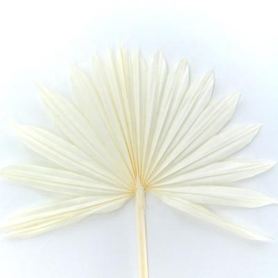 China Plam leaves hot sale dry flowers plam leaves palm spears freia dried palm leaves flowers mire dry flower for sale