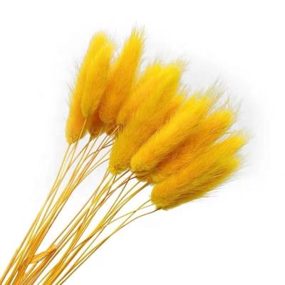 China Natural Flower Hot Sale Preserved Rabbit Tail Grass Preserved Flower Large Decorative For Wedding Tail Grass Lagurus for sale