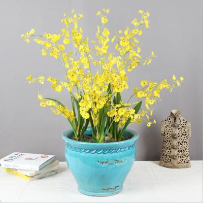 China Trendy Gift / Home Decor ins Most Popular High Quality Orchid Phalaenopsis Rejuvenating Real Touch Artificial Flower Home Wedding Decoration for sale