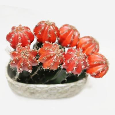 China Sustainable& Eco-friendly& Wholesale Home Decor Office Decor Seasonal Gift Unpotted Succulent Plant Bonsai Ornaments Artificial Cactus Simulation Flowers for sale