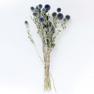 China Fashional gift / Dry flower Echinops by sphaerocephalus decor globe thistle Nordic minimalism for home decor for sale