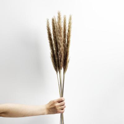 China 2021 Fashional Gift/Decor Home Decoration Natural Dry Flowers Dried Small Pampas Grass For Wedding/Home Decoration for sale