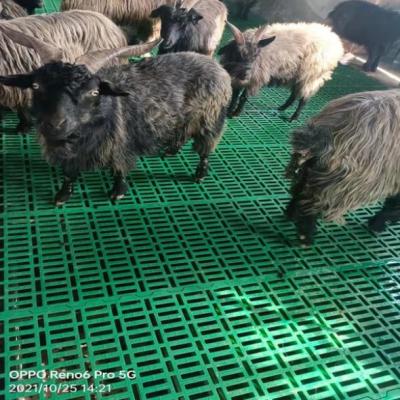 China Cheap Indian Goat Sheep PP Goat Farm Goat Farm Goat Plastic Slat Flooring Plastic Slat Flooring for sale