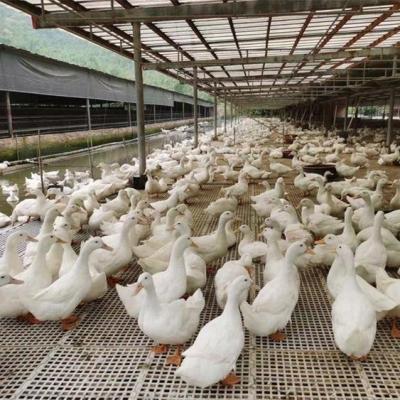 China High Strength Slatted Chicken Farm Slatted Floor Chicken Farm Flooring Support Beam Plastic Chicken Slat for sale