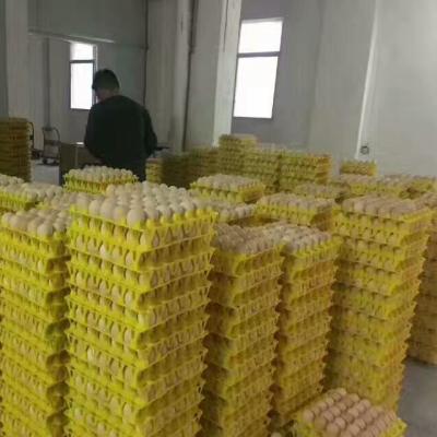 China Plastic Chicken Eggs 30 Hole Package Chicken Egg Tray Plastic Chicken Egg Tray 30 Holes For Sale for sale