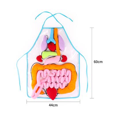 China Kids Learn Hot Sale Cheap Human Body Organ Toy With Apron Montessori Viscera Teaching Early Educational Toy For Child for sale