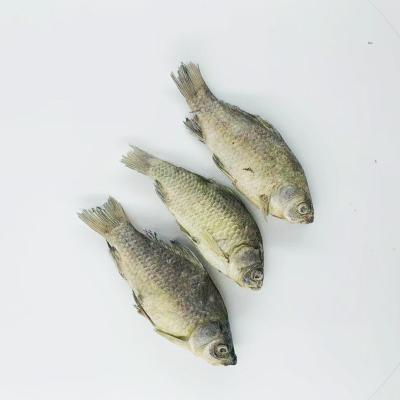 China LOW MOQ Sustainable OEM Private Label Freeze Dried CRUCIAN FISH For Cat Treats for sale