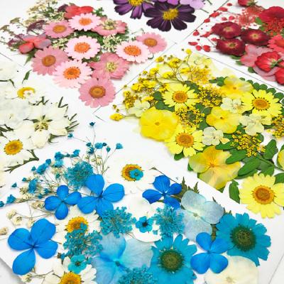 China Nail Decoration Amazon Hot Sale 18 Styles Dried Pressed Flowers For Resin, Real Pressed Dried Flower Leaves, TOYS0875 for sale