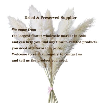 China Flower Wedding Decoration Amazon Success Wedding Supplies Home Wedding Dried Flower Wall Decor Pampas Grass Boho Decor Preserved for sale