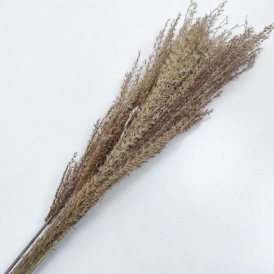 China Wed Bunny Floral Artificial Decorative Dried Flowers Ponytail Beater Pampas Grass Flower Arrangements for sale