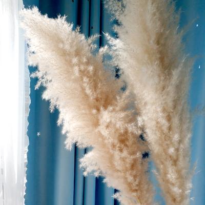 China Wedding Party Shop Home Decor Large Pampas Grass Flower White Natural Dry Pampas Grass Large For Wedding Decoration for sale