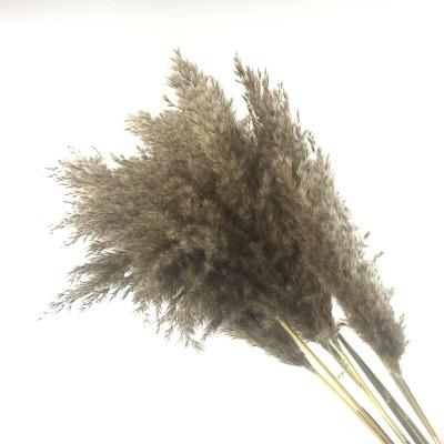 China Shop Wedding Party Small Pampas Plume Size 20-35cm Home Decor BF-PG13 60cm Dry Pampas Grass For Decor for sale