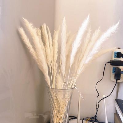 China Wholesale Price Pampas Grass Vase Decoration Dry Flower Fluffy Natural Pampas Grass Vase For Wedding Home Decor for sale