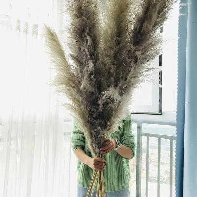 China Real Touch Natural Yunnan Wholesale Natural Pampas Flowers Dried Pampas Grass Dried Fluffy Pampas For Wedding Decoration for sale