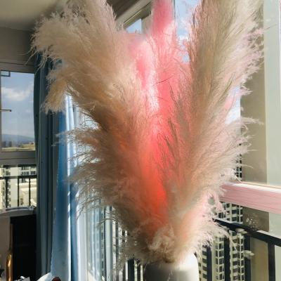 China Amazon Hot Sale Home Decor Wedding Party Store Natural Dry Pampas Grass Flower Whiten White Pink Tall Dry Pampas Grass For Decor for sale