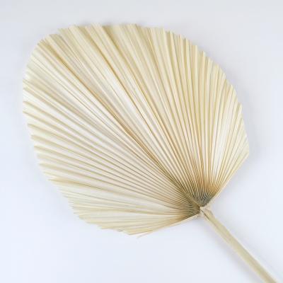 China Contact nc natural most popular dried natural bleached flower plants palm leaves for home decoration for sale