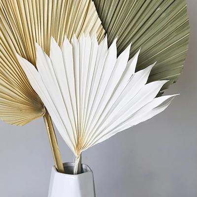 China Bunny Floral Decorative Dry Flower Small Sun White Palm Leaf Real Natural Plant Mini Dried Palm Leaves for sale