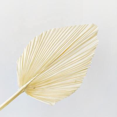 China Wedding Flower Arrangements Home Decorative White Bleached Preserved Palm Trees Leaf Arrow Foliage Stabilized Plants Dried Palm Leaves for sale