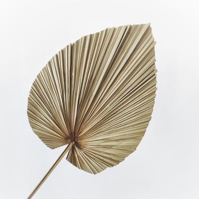 China Wedding Flower Arrangements Australia Hot Selling Natural Dried Palm Leaf Spears Dried Decorative Palm Leaves for sale