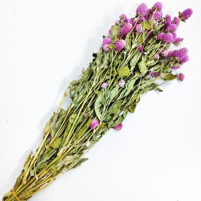 China Natural Dried Flower Gomphrena 2021 Hot Selling Colorful Home Wedding Decoration Flowers Globosa Dried Flowers for sale