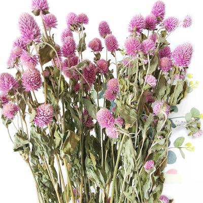 China Natural Gomphrena Globosa Ins Popular Natural Dried Flowers Dried Amarinth Gomphrena Globosa For Home Wedding Decoration for sale